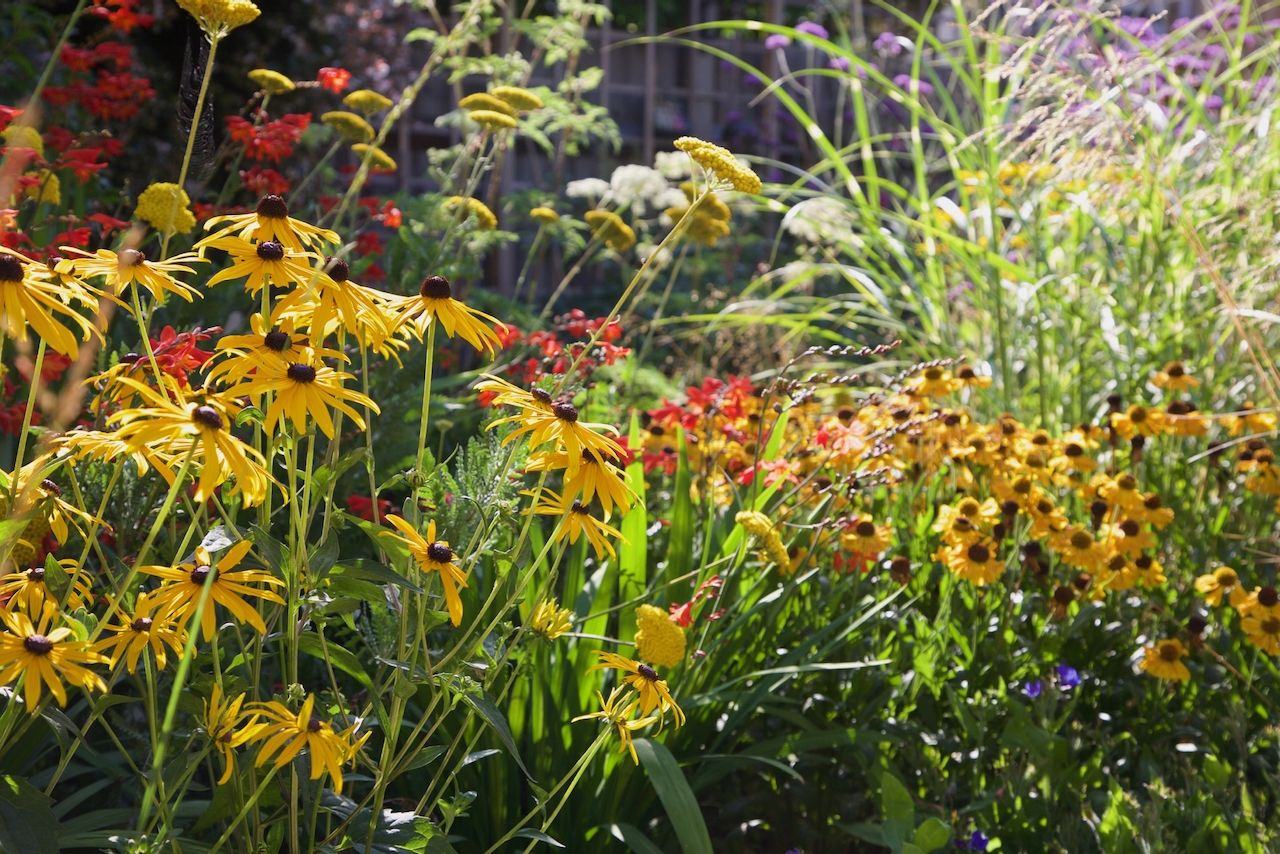 Wimbledon Garden